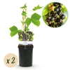 Schwarze Johannisbeere ‚Titania' – Ribes nigrum