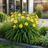 Taglilie ‚Stella d'Oro' – Hemerocallis – Ansicht 6