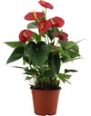 Flamingoblume ‚Success Red' – Anthurium andraeanum