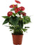 Flamingoblume ‚Success Red' – Anthurium andraeanum