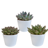 Sukkulenten-Set „Echeverie-Mischung“ – 3 Echeveria – Ansicht 7