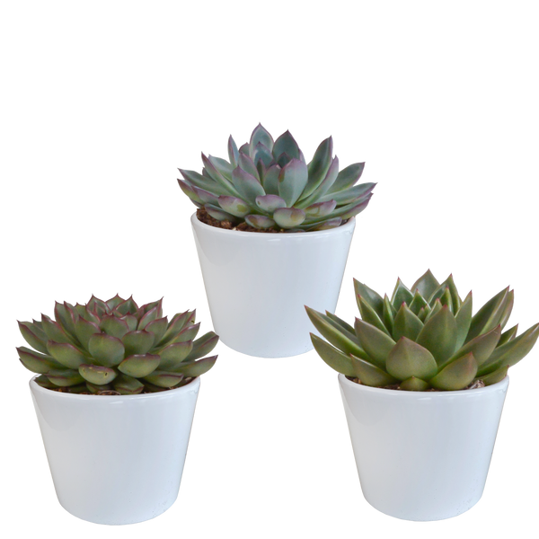 Sukkulenten-Set „Echeverie-Mischung“ – 3 Echeveria – Ansicht 7