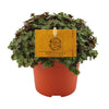 Starter-Set „Fensterbank Mini“ – 4 Zimmerpflanzen mit Übertöpfen – im Set enthalten: Schildkrötenpflanze ‚Turtle' – Callisia repens