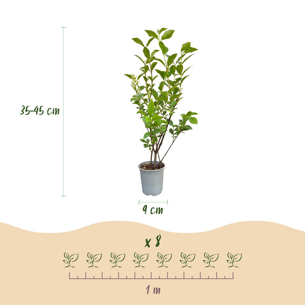 Ovalblättriger Liguster – Ligustrum ovalifolium – Ansicht 4