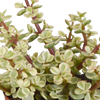Sukkulenten-Set „Crassula-Mix“ – 3 Dickblatt-Pflanzen – Ansicht 11