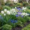 Blumenzwiebel-Set „Bulb Garden Blue" – blaue Sommerblüher-Mischung – Ansicht 2
