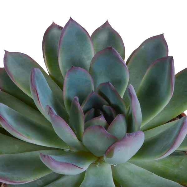 Sukkulenten-Set „Echeveria-Mix“ – verschiedene Echeverien – Ansicht 4