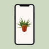 Aloe ‚Spider' – Ansicht 4