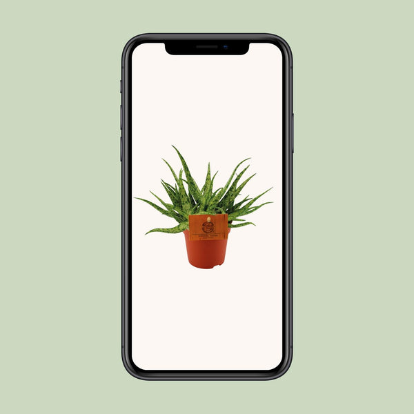 Aloe ‚Spider' – Ansicht 4