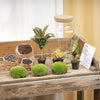 Terrarium-Set „Milky Palm“ – DIY-Pflanzenterrarium mit Licht