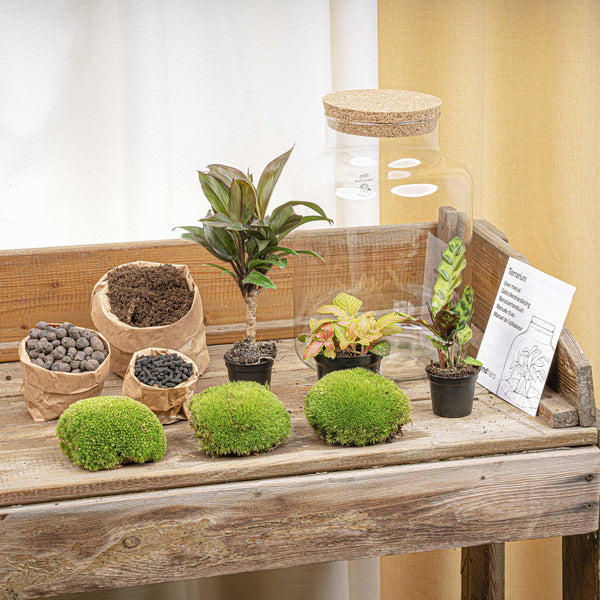 Terrarium-Set „Milky Palm“ – DIY-Pflanzenterrarium mit Licht