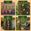 Waldreben-Mix „Tricolour" – Clematis – Ansicht 5