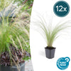 Federgras ‚Ponytails' – Stipa tenuissima