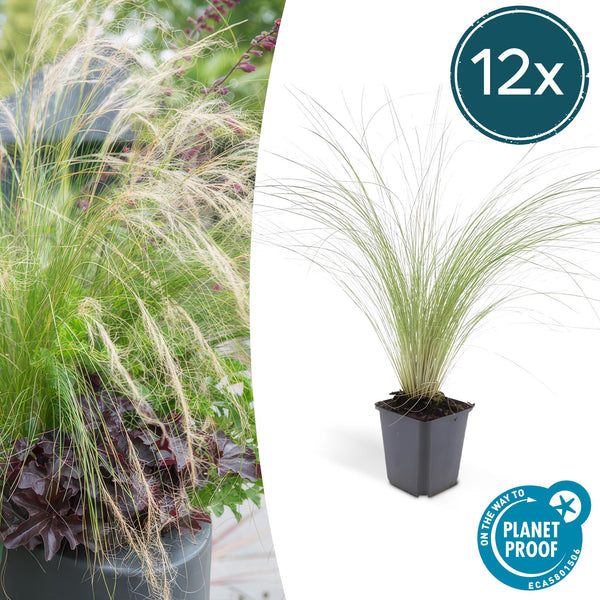 Federgras ‚Ponytails' – Stipa tenuissima