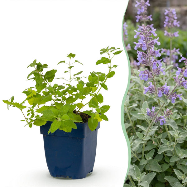 Katzenminze – Nepeta × faassenii