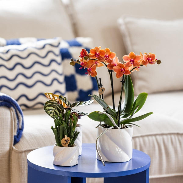 Schmetterlingsorchidee ‚Mineral Bolzano' – Phalaenopsis – Ansicht 5