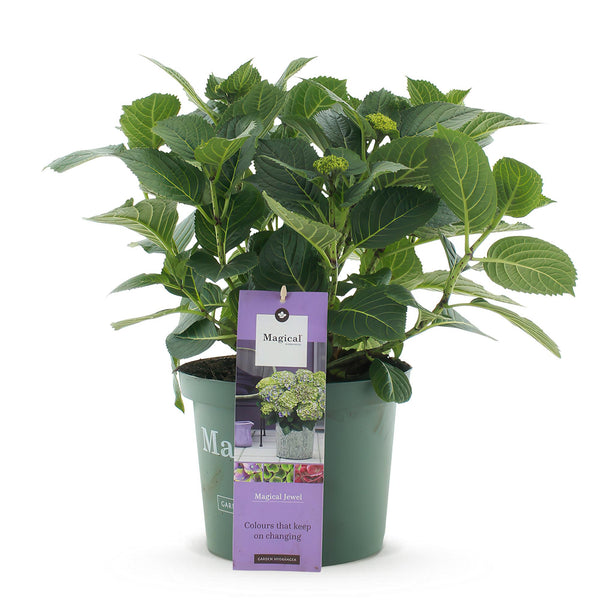 Bauernhortensie ‚Magical Jewel Blue' – Hydrangea macrophylla – Ansicht 2