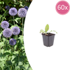 Kugeldistel – Echinops ritro