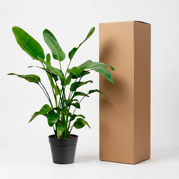 Baumstrelitzie – Strelitzia nicolai – Ansicht 6