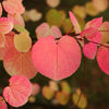 Katsurabaum – Cercidiphyllum japonicum – Ansicht 4