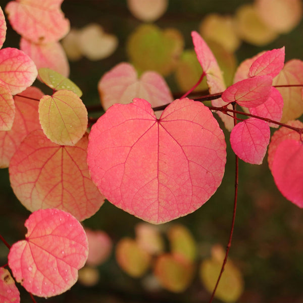 Katsurabaum – Cercidiphyllum japonicum – Ansicht 4