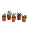 Sukkulenten-Set „Gasteria & Haworthia“ – 5 Sukkulenten