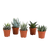 Sukkulenten-Set „Gasteria & Haworthia“ – 5 Sukkulenten