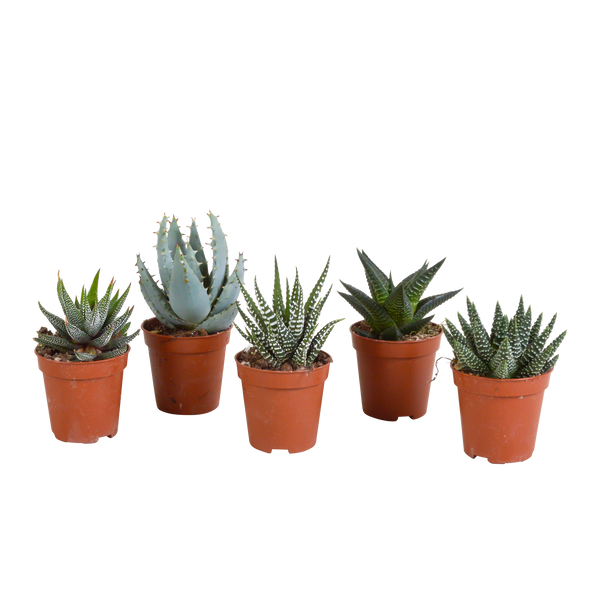 Sukkulenten-Set „Gasteria & Haworthia“ – 5 Sukkulenten