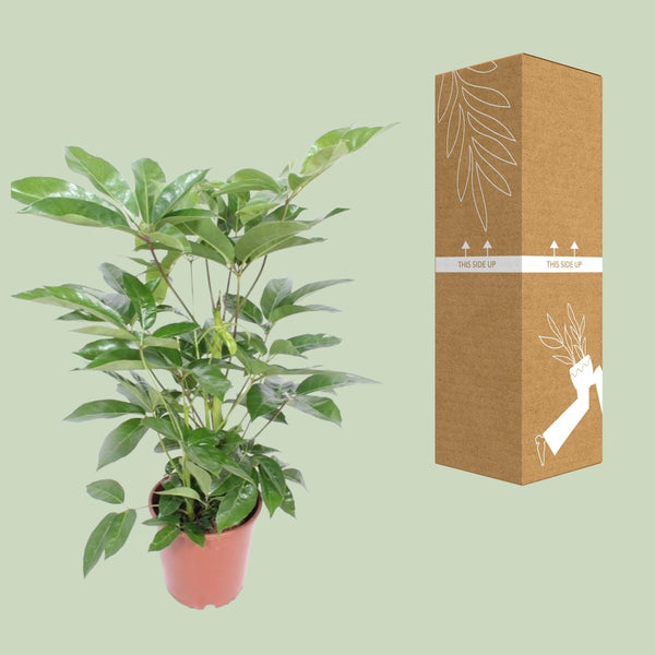 Strahlenaralie ‚Amate' – Schefflera actinophylla – Ansicht 3