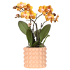 Orchidee ‚Las Vegas' – Phalaenopsis – Ø 12 cm · 39 cm