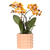 Orchidee ‚Las Vegas' – Phalaenopsis – Ø 12 cm · 39 cm
