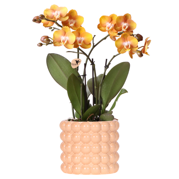 Orchidee ‚Las Vegas' – Phalaenopsis – Ø 12 cm · 39 cm