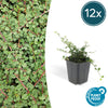 Teppich-Zwergmispel ‚Queen of Carpets' – Cotoneaster procumbens