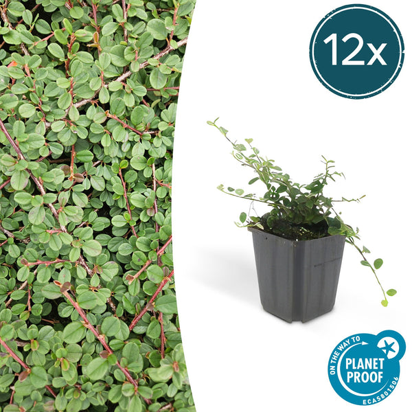 Teppich-Zwergmispel ‚Queen of Carpets' – Cotoneaster procumbens
