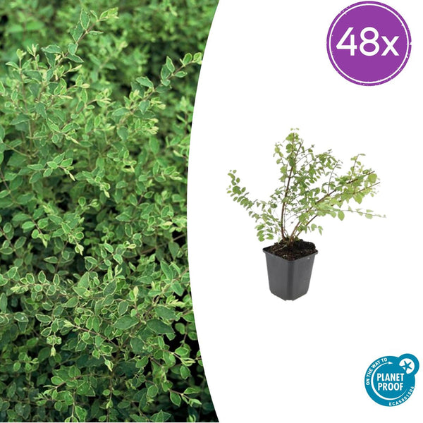 Korallenbeere ‚Hancock' – Symphoricarpos chenaultii