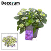 Hortensie ‚Curly Wurly' – Hydrangea macrophylla