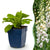 Fingerhut ‚Dalmatian White' – Digitalis purpurea – 1 Stück