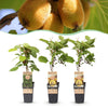 Kiwi ‚Weiki & Golden Kiwi' – Actinidia arguta