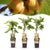 Kiwi ‚Weiki & Golden Kiwi' – Actinidia arguta