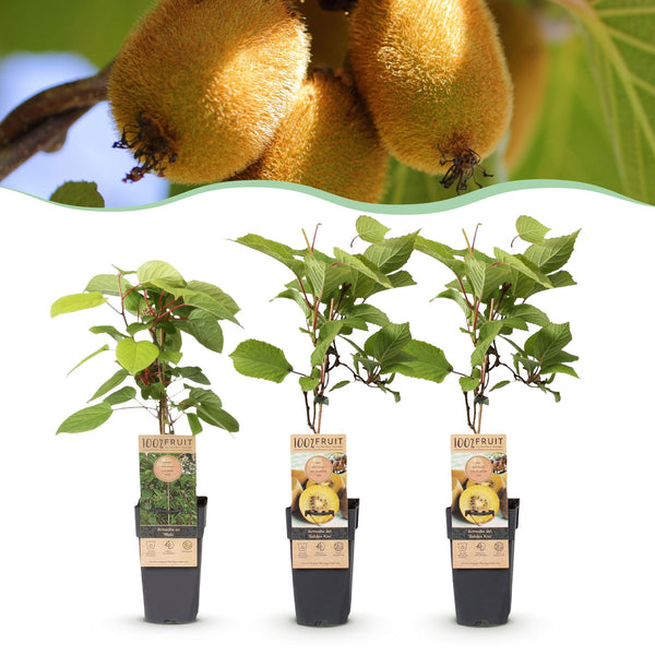 Kiwi ‚Weiki & Golden Kiwi' – Actinidia arguta