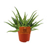 Aloe ‚Spider'