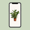 Einblatt ‚Vivaldi' – Spathiphyllum – Ansicht 4