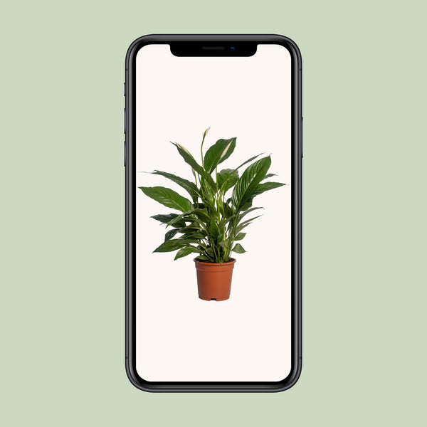 Einblatt ‚Vivaldi' – Spathiphyllum – Ansicht 4
