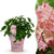 Rispenhortensie ‚Groundbreaker Blush' – Hydrangea paniculata – 1 Stück