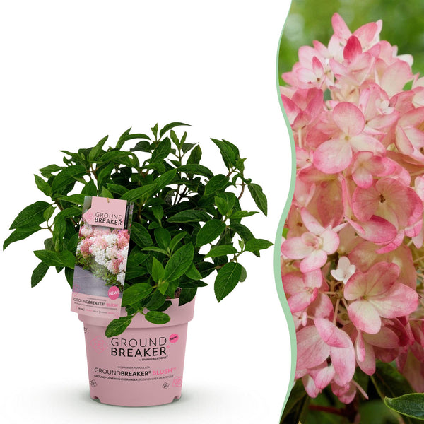 Rispenhortensie ‚Groundbreaker Blush' – Hydrangea paniculata – 1 Stück