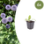 Kugeldistel – Echinops ritro – 6 Stück