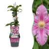 Waldrebe ‚Piilu' – Clematis – 2 Stück