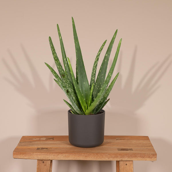 Aloe vera – Ansicht 5