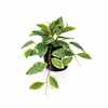 Kunstpflanze Hoya grün