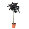 Gummibaum ‚Abidjan' – Ficus elastica